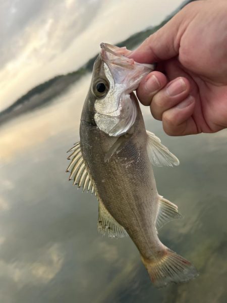 チヌポでキビレがセイゴに変わった