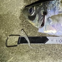 久々のアジング