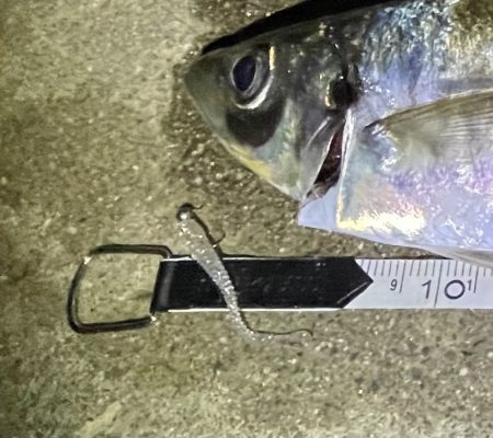 久々のアジング