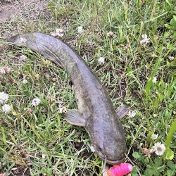 ナマズさん！！