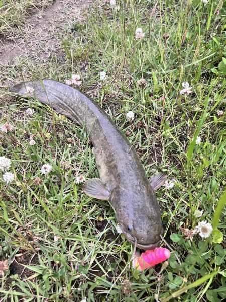 ナマズさん！！