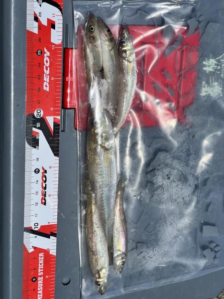 釣れてると聞いたので!!