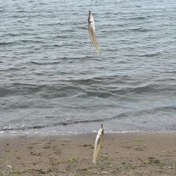 今日は渋かったらしいです