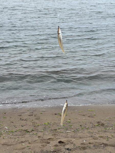 今日は渋かったらしいです