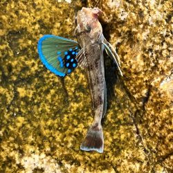 最後の最後のラスト1投で