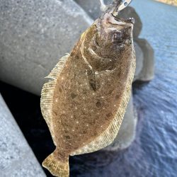 青物狙いで結果はヒラメ