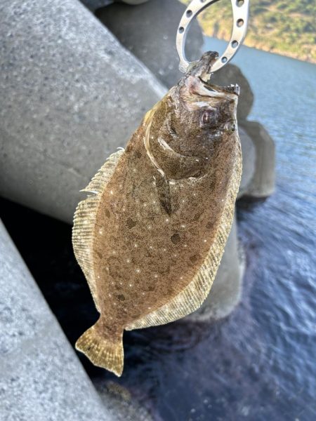 青物狙いで結果はヒラメ
