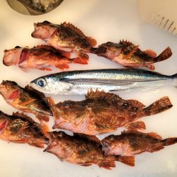 鳥取の浜坂港で爆釣