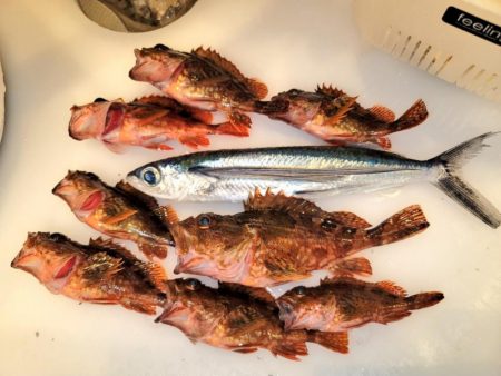 鳥取の浜坂港で爆釣