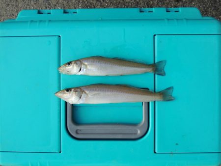 梅雨の晴れ間のキス釣り