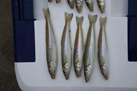 濁りで渋くピンギスばかり