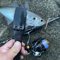 2023 佐渡ヶ島 ライトゲーム 6月10日