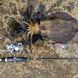 初の石川、春アオリ5杯!!