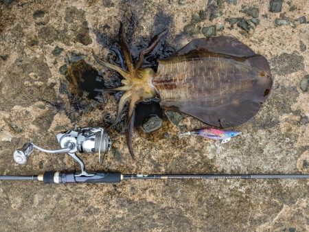 初の石川、春アオリ5杯!!