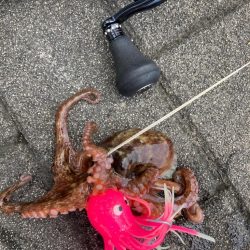 真昼の蛸散歩。何とか2杯。。