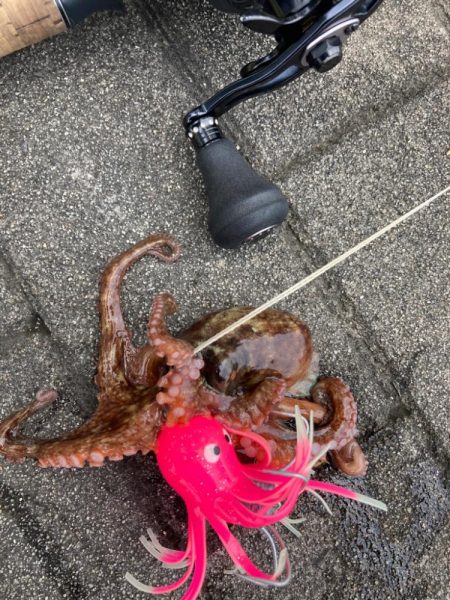 真昼の蛸散歩。何とか2杯。。