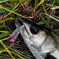 バイブレーションのただ巻き