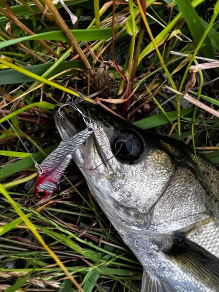 バイブレーションのただ巻き