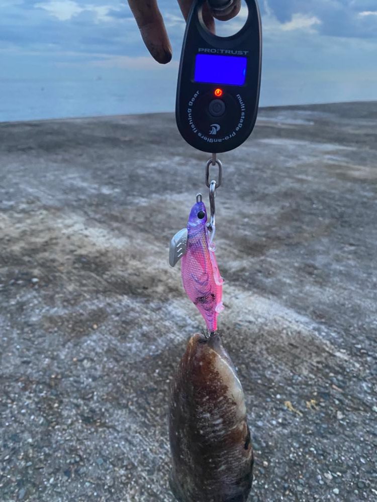 またまたコウイカ