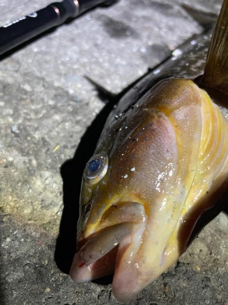 雨降る前の短時間勝負！