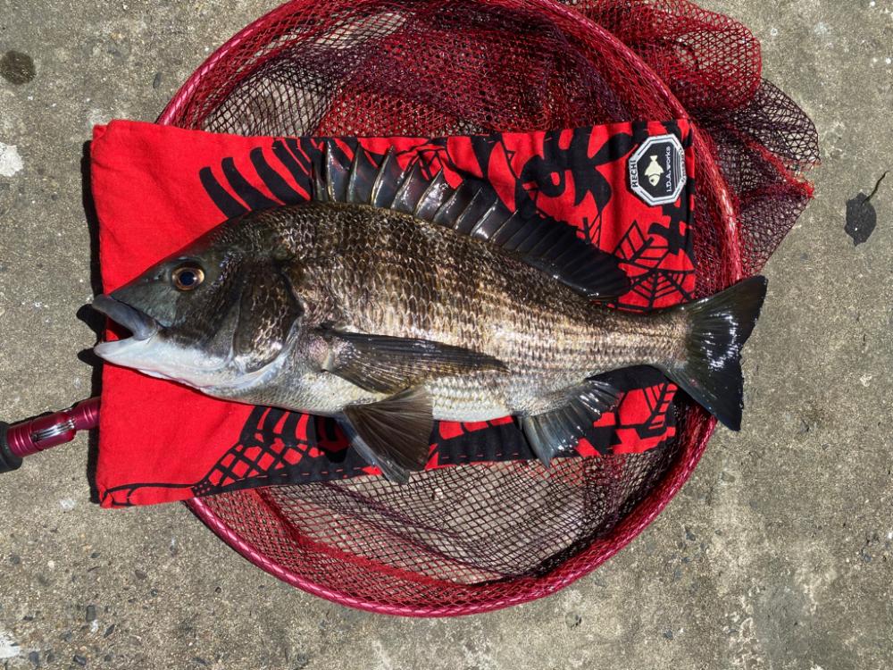 ヘチってきました