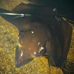 なんでも釣れる大阪湾