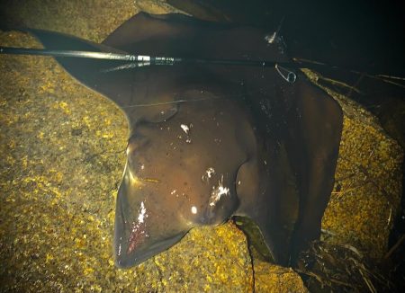 なんでも釣れる大阪湾