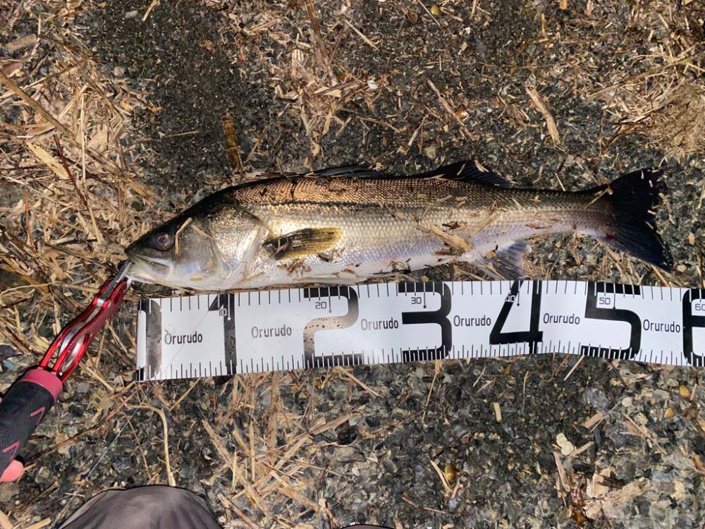 リバーシーバス