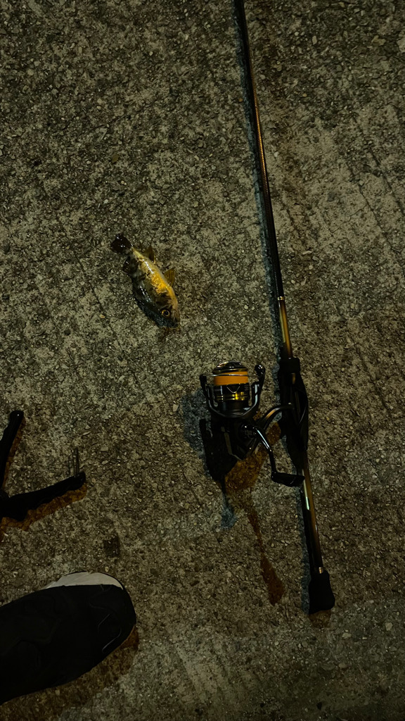 実力不足なのか、、、