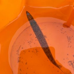 台風直前の少しの晴れ間釣行