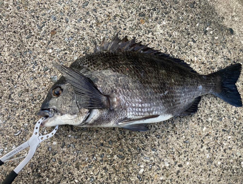 おチヌさん乱舞