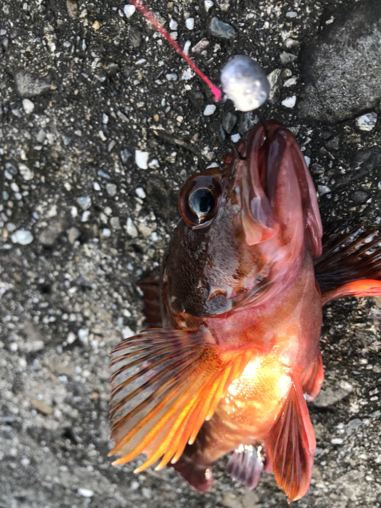 大きくなれよ！