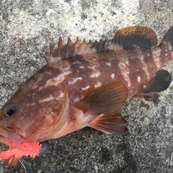 【タコフィネス】 大阪市内でアコウ40cm…