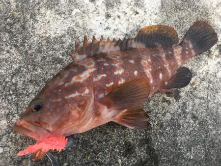 【タコフィネス】 大阪市内でアコウ40cm…