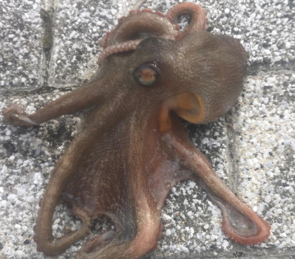 ようやくマダコ