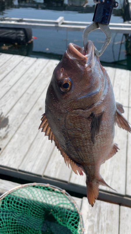 自作練りエサで釣れた！