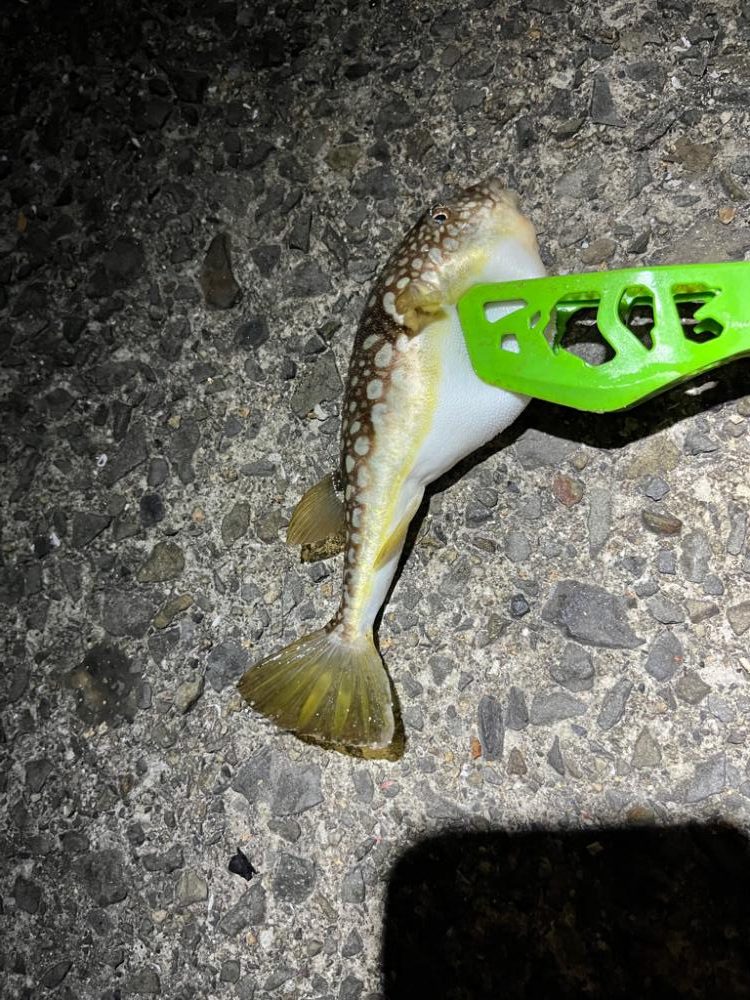 サバゲー開幕とは言い難い。