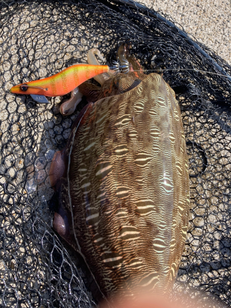 娘と配達デート、帰りにエギング