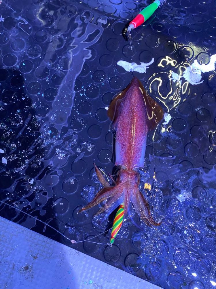 イカメタルで大剣狙い