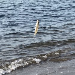 今年初のキス釣り🎣