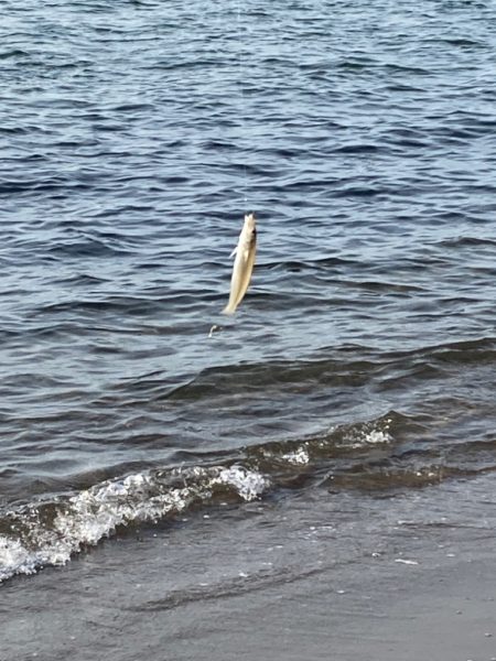 今年初のキス釣り🎣