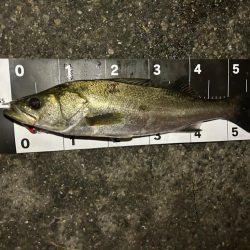 小潮とは思えない活性