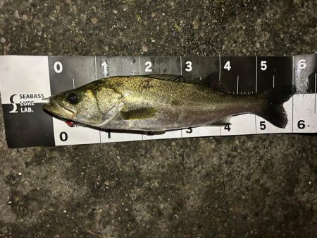 小潮とは思えない活性