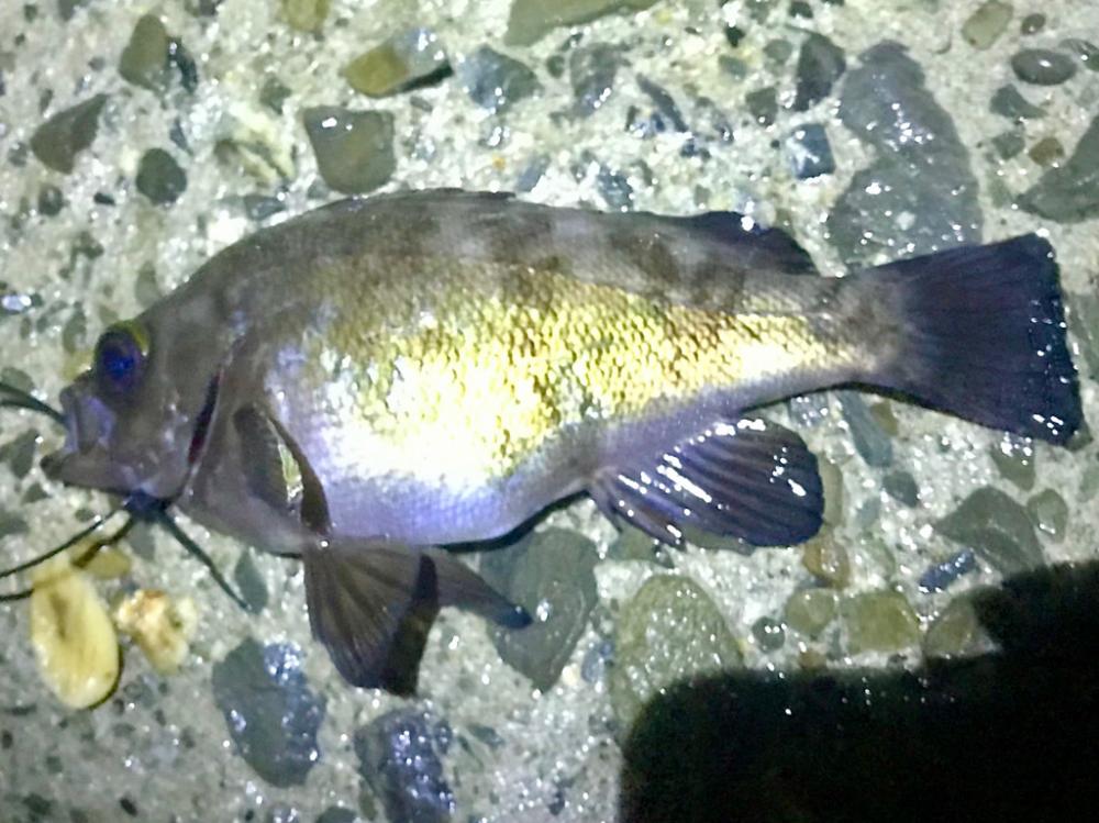 フロートメバリング