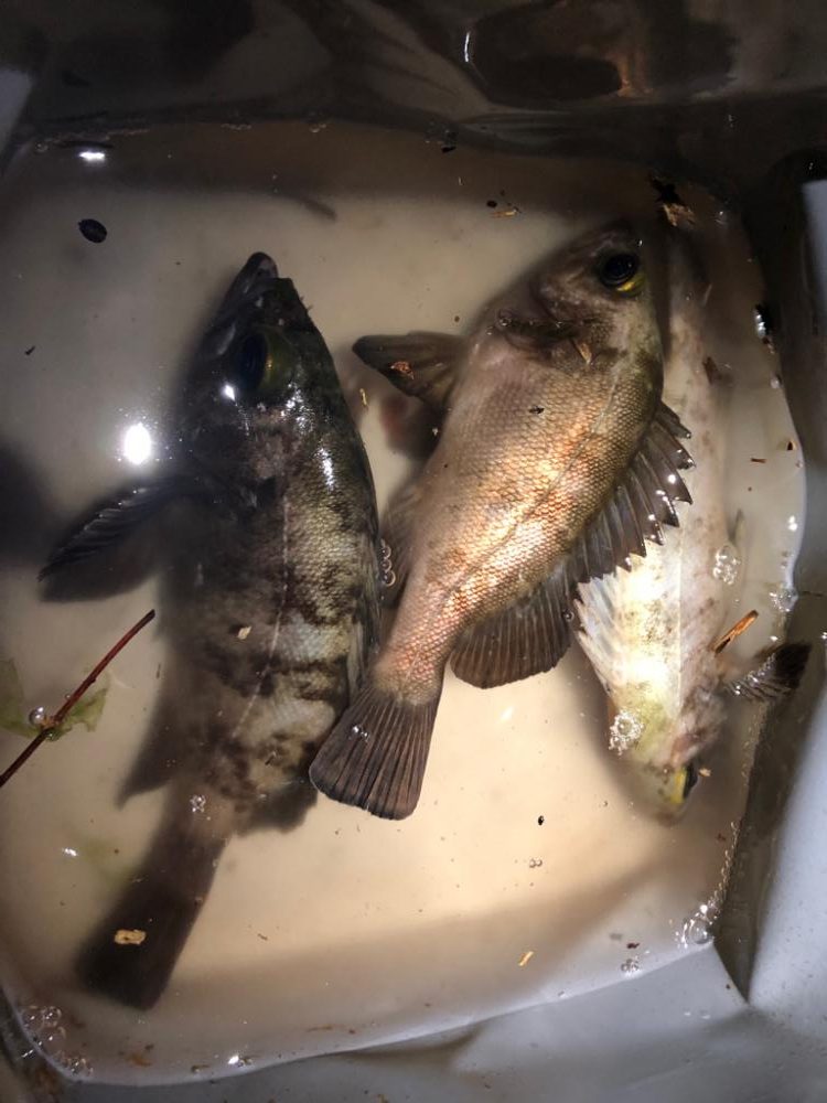 アジングのつもりが