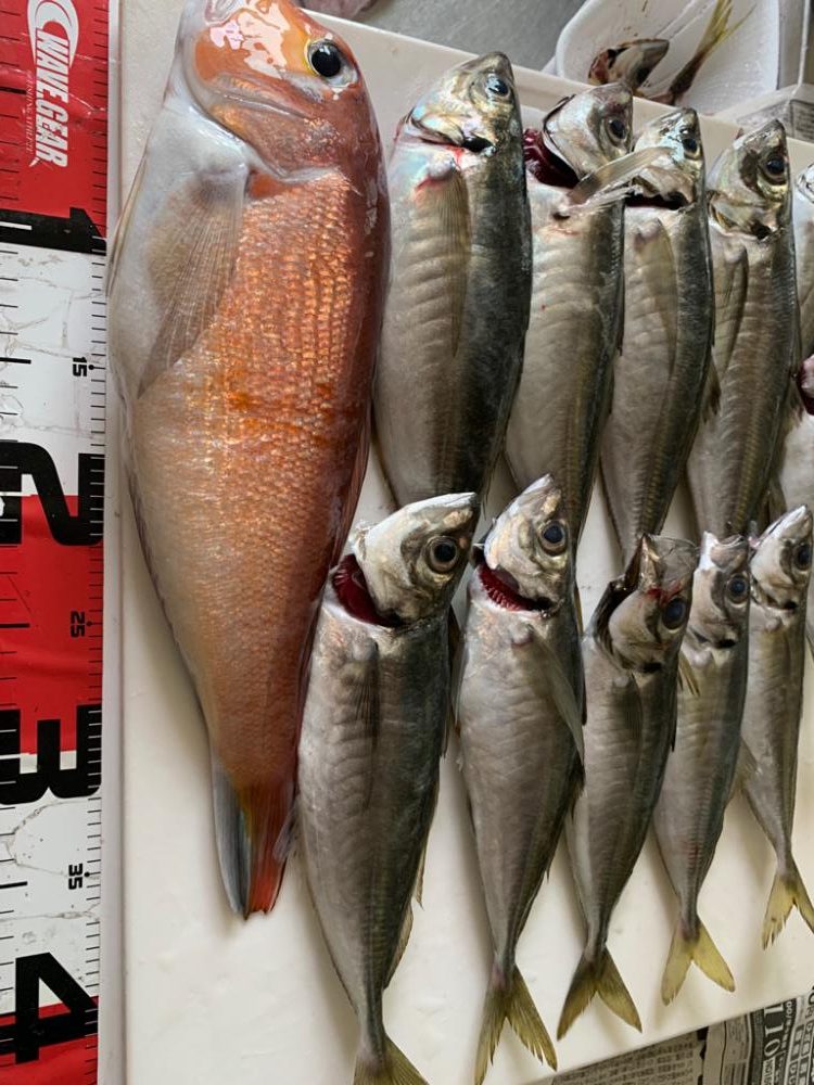 日本海半夜イカ&アジ