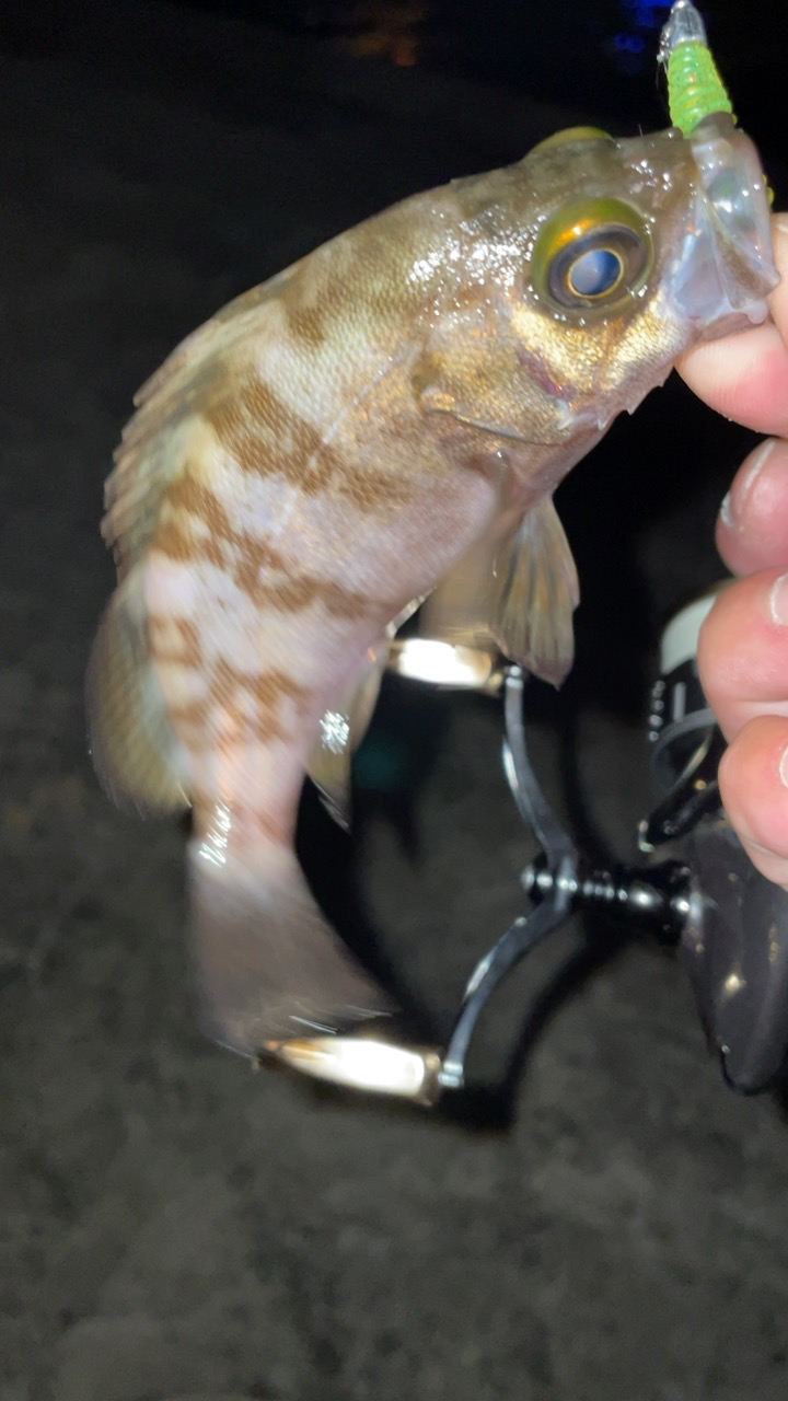 爆風メバリング