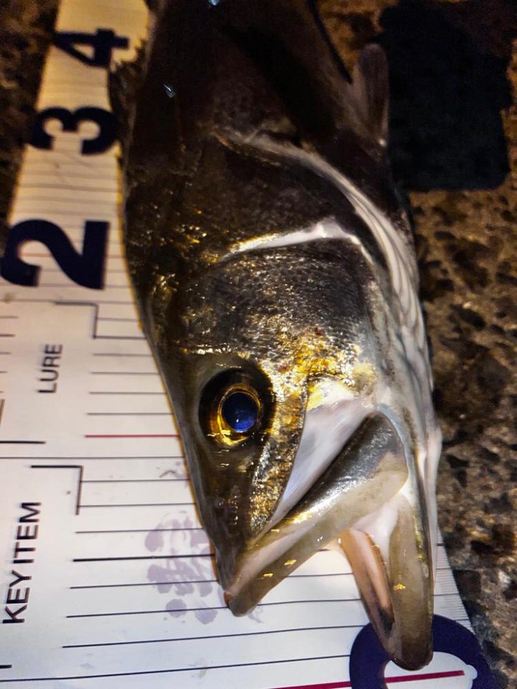 バイブレーションのリフトアンドフォールでスレがかり