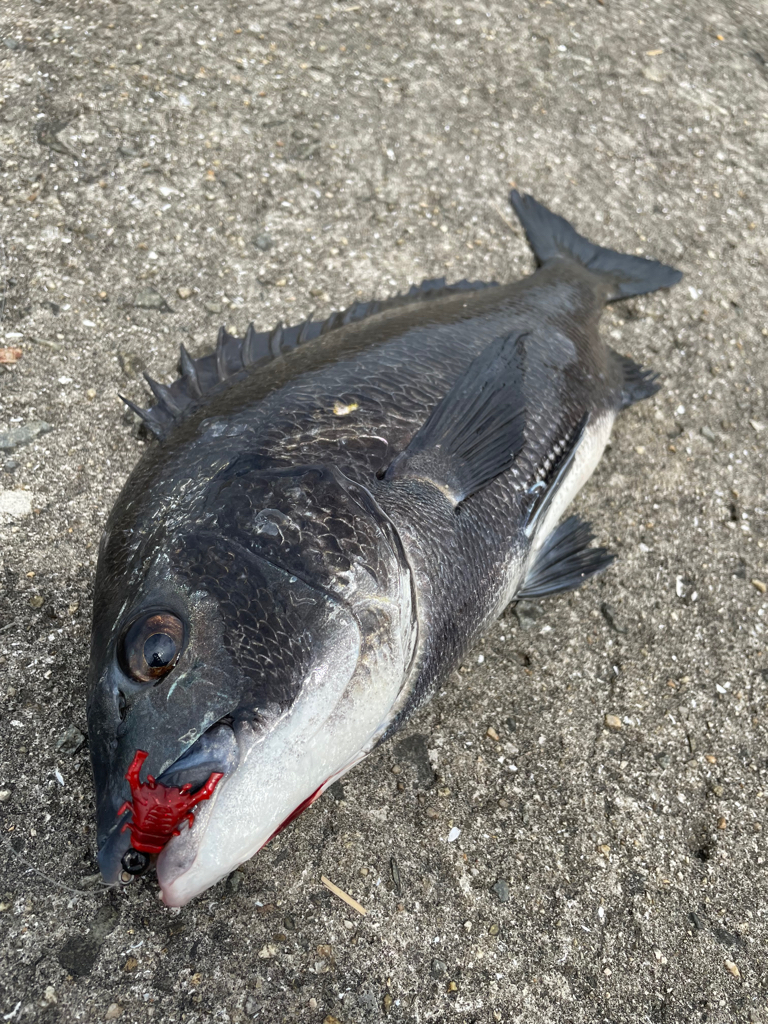 ガンクロゲームで良型チヌ