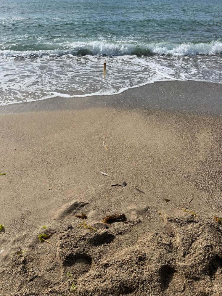 日本海キス釣り